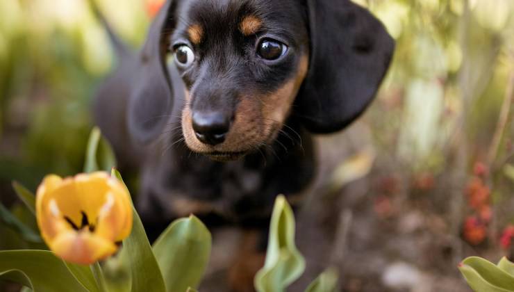 Cucciolo di cane nel giardino con i fiori primaverili