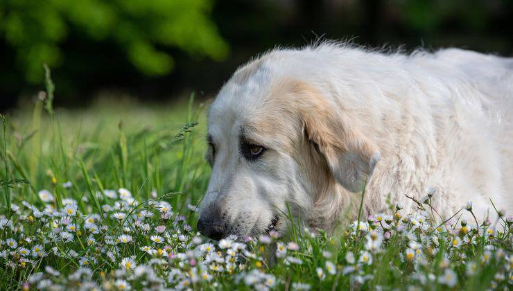 Cane bianco nel prato tra i fiori primaverili