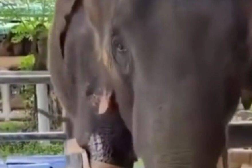 Elefante con una protesi alla zampa