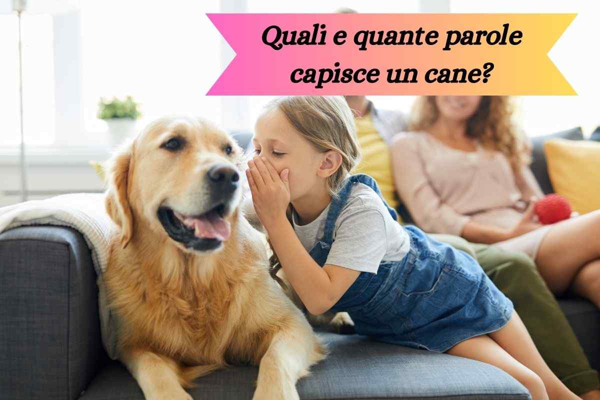 Bambina parla nell'orecchio del cane il quale può capire ciò che dice