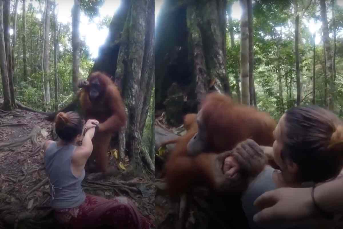Orango trattiene una donna nella foresta