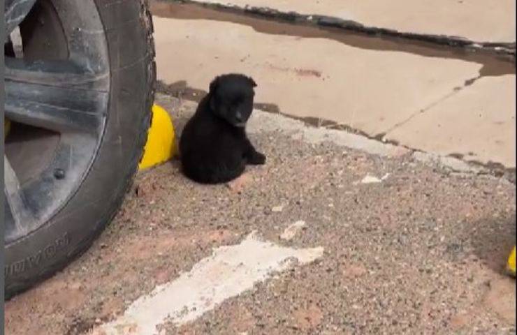 Sembra un cucciolo di orso abbandonato