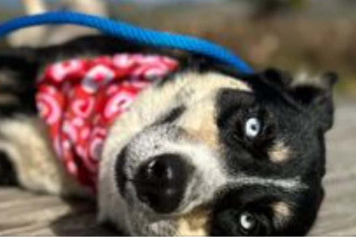 Abbandonato legata ad un albero senza acqua ne cibo