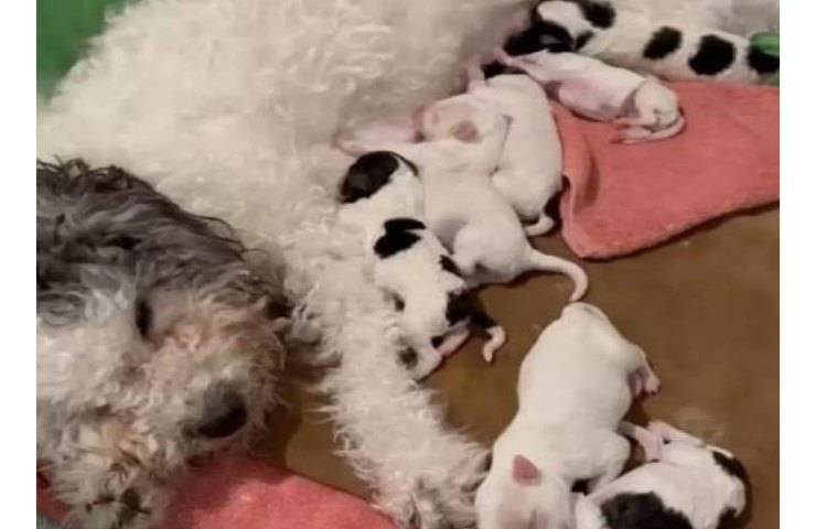 La cagnolina abbandonata nascondeva un segreto