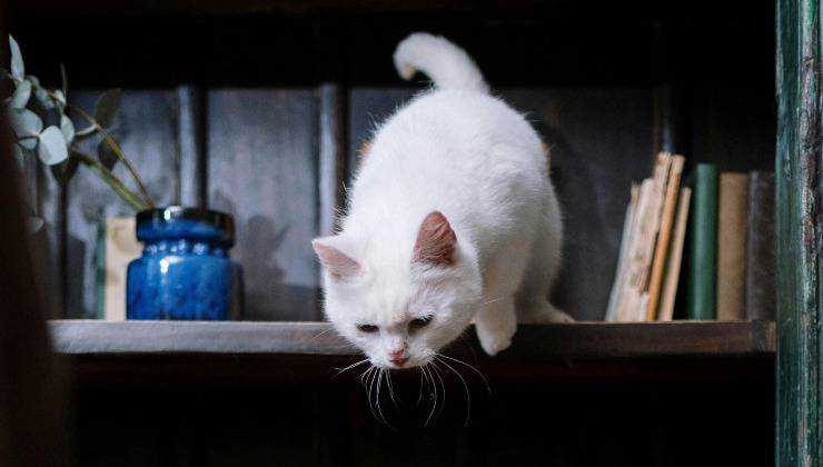 Gatto bianco sulla mensola del mobile perché curioso