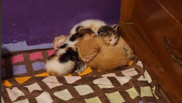 Topolino dorme insieme ai gattini