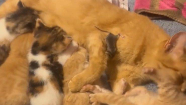 Topolino insieme a gatti