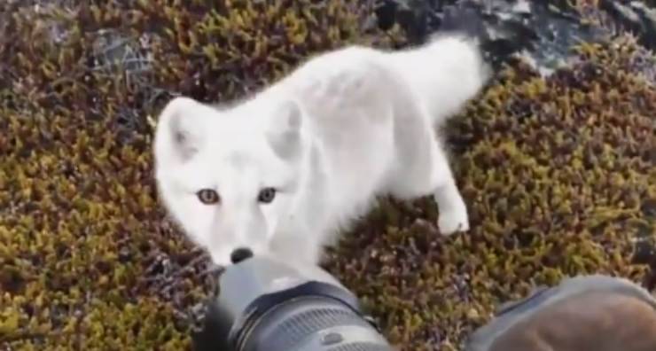 Volpe artica con fotografo