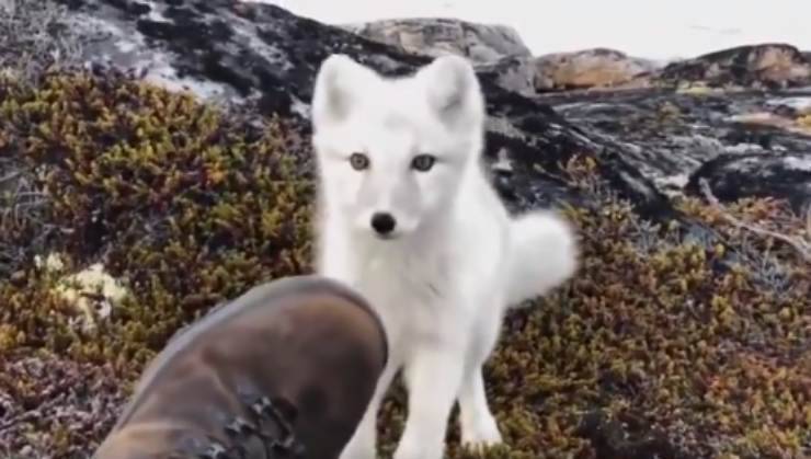 Volpe artica curiosa