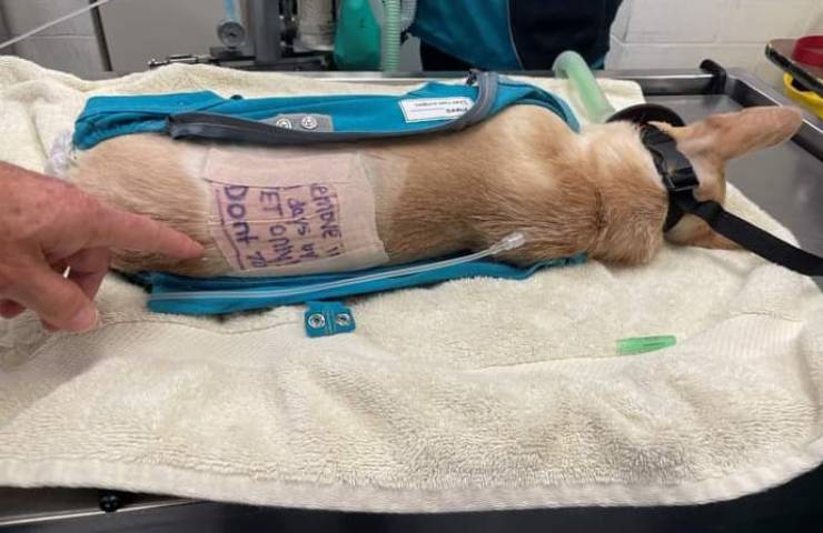 Truccato" da convalescente per intenerire i suoi salvatori