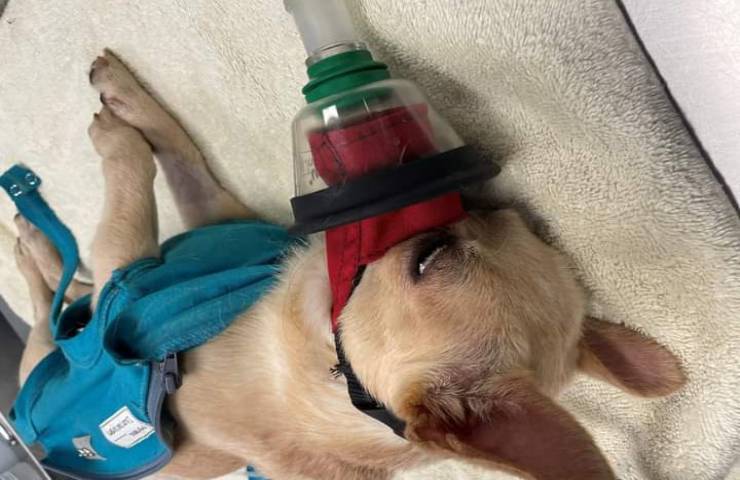 Truccato" da convalescente per intenerire i suoi salvatori