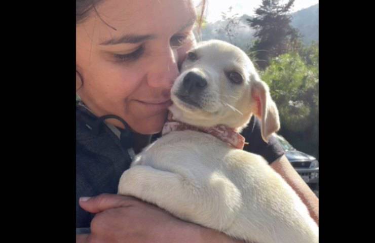 cagnolina salvata insieme alla ciclista