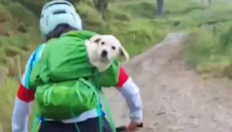 cagnolino salvato dalla ciclista