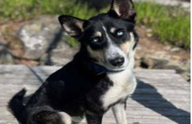 Abbandonato legata ad un albero senza acqua ne cibo