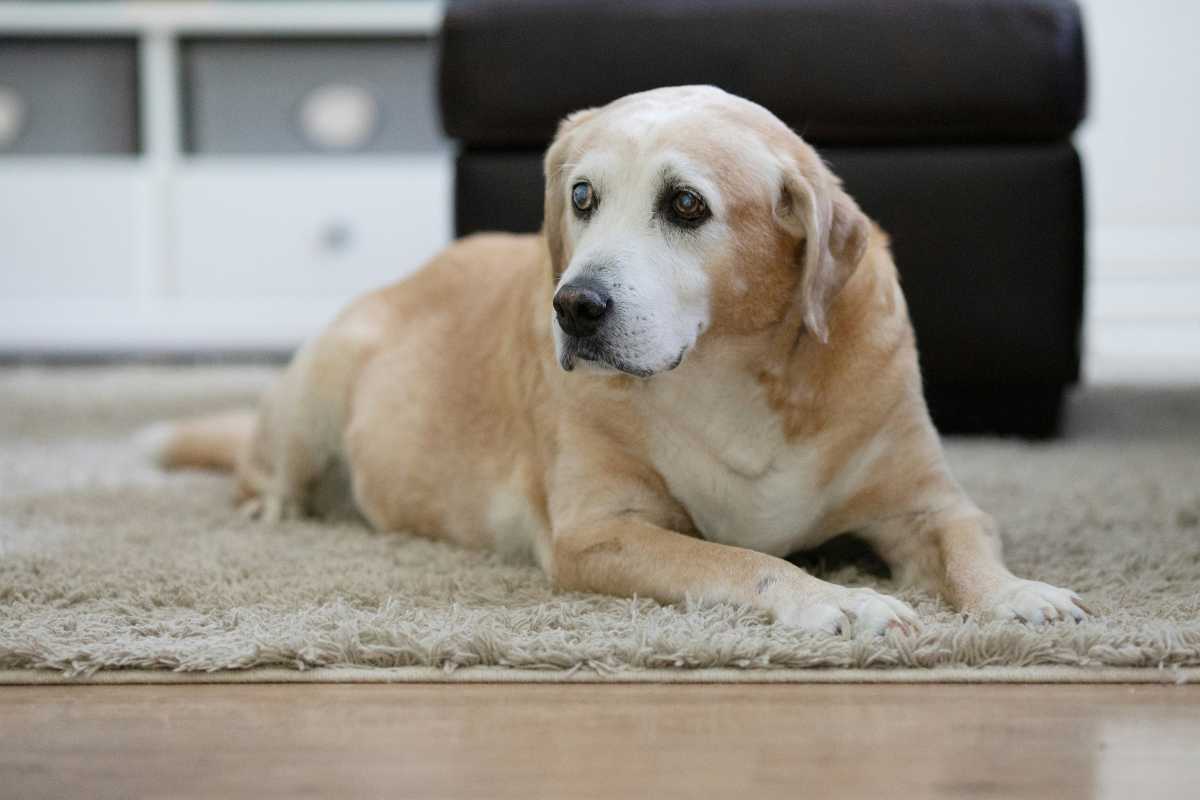 Labradoor con lo sguardo triste sdraiato su un tappeto