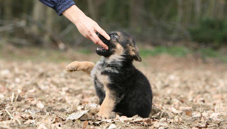cucciolo mordicchia mani