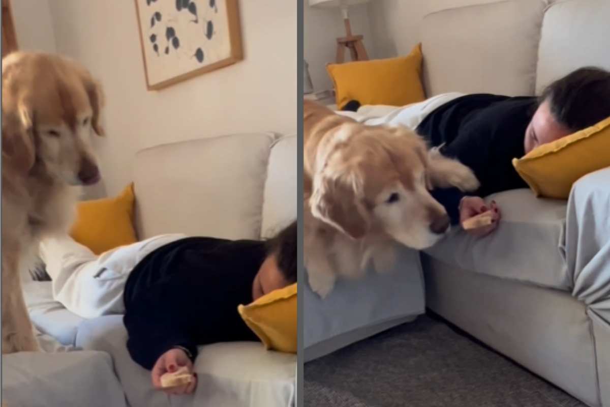 cane vuole mangiare il pane dalla mano dell'umana addormentata