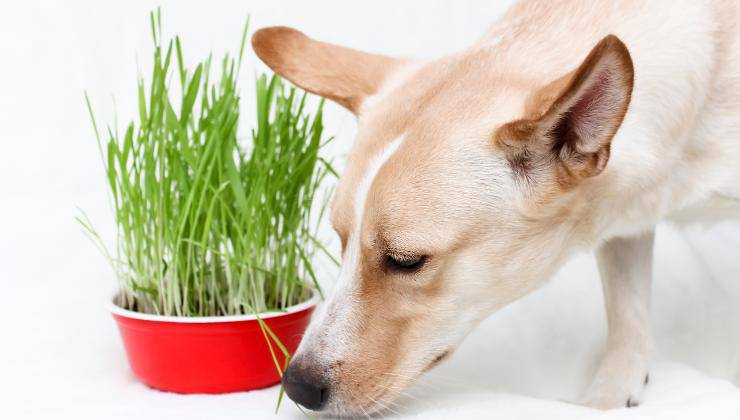 cane mangia piante