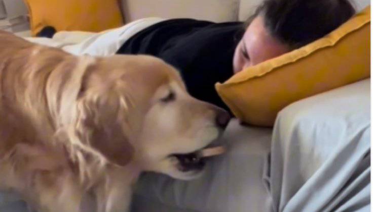 cane mangia il pane dalla mano dell'umana addormentata