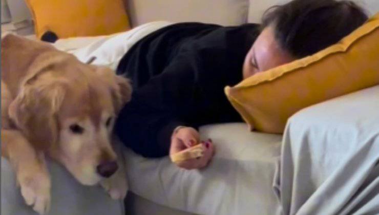 cane guarda il pane tenuto dall'umana addormentata