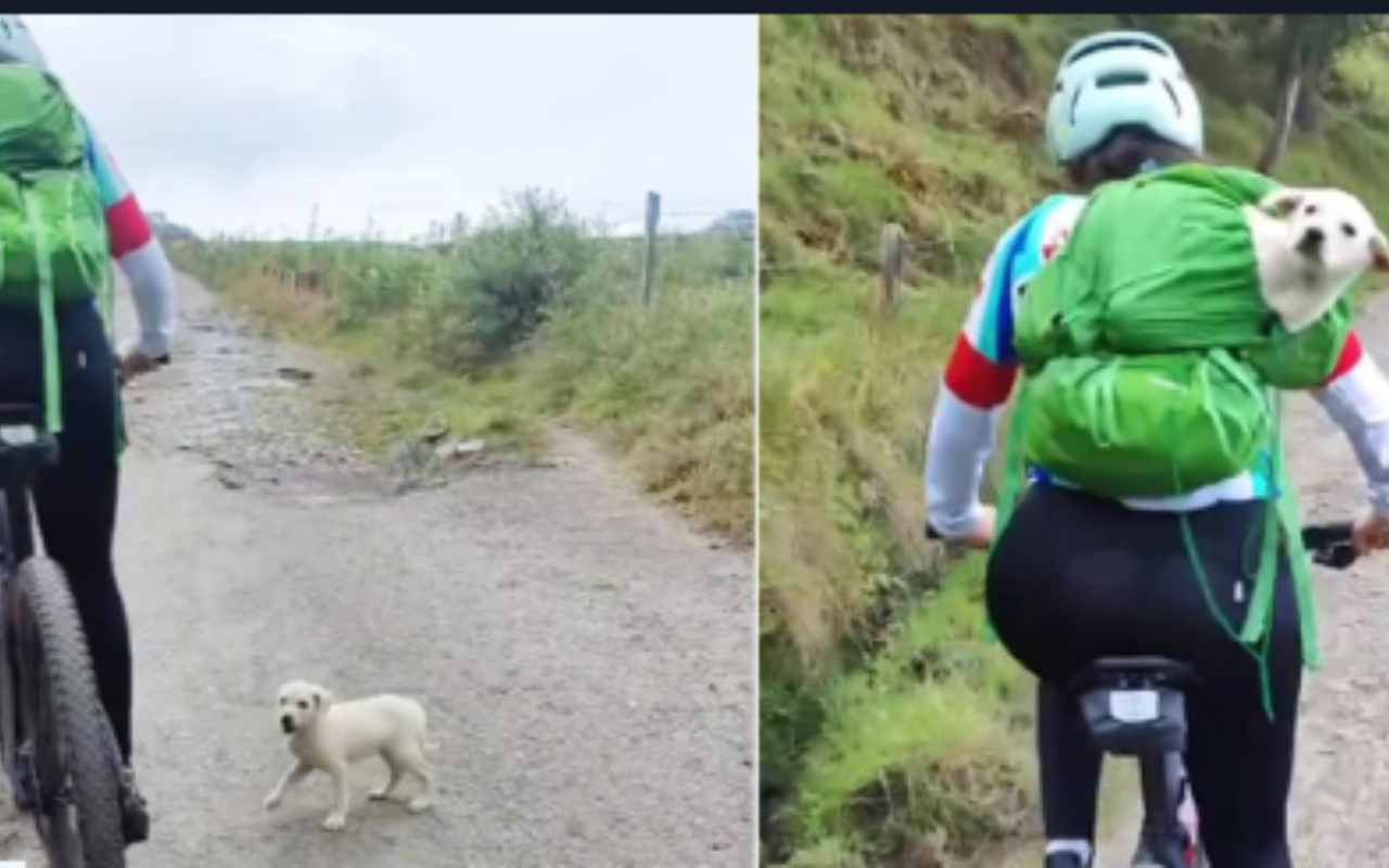ciclista aiuta cucciolo di cane