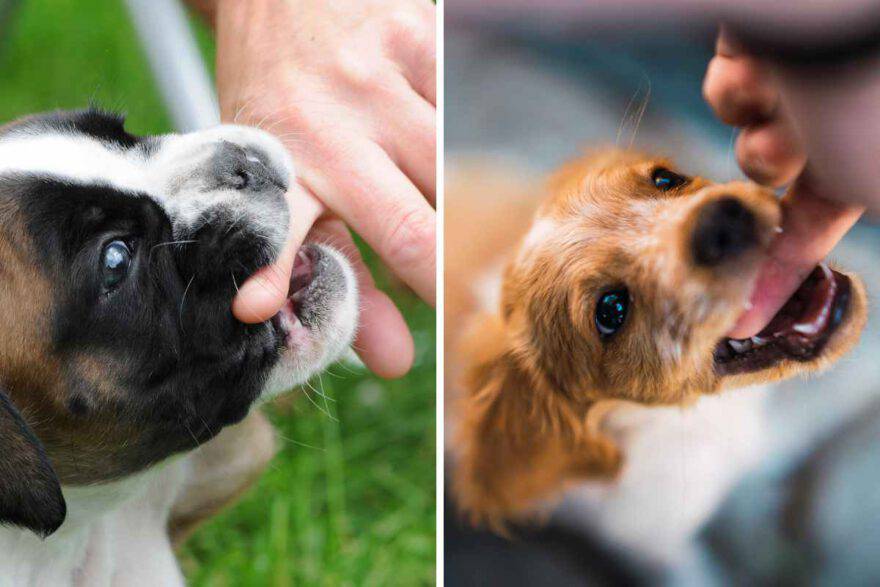 cucciolo morde la mani