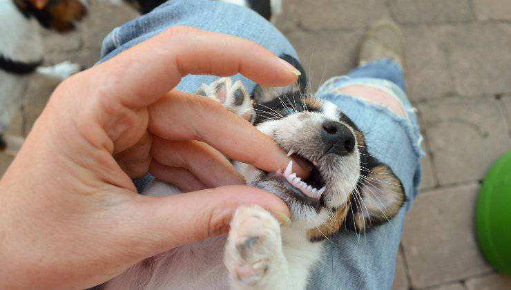 cucciolo gioca a mordere le mani