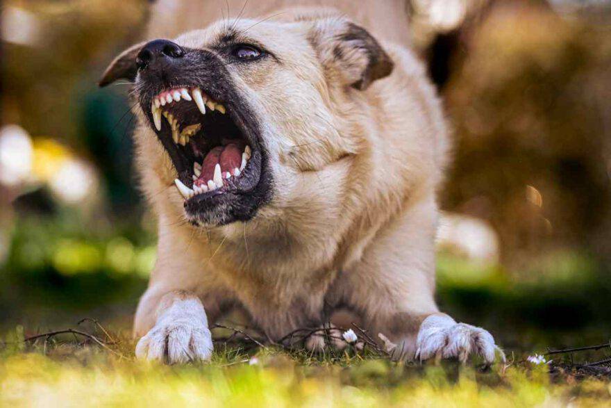 cane che sta ringhiando i denti sono fuori e avrebbe bisogno di uno snack masticativo