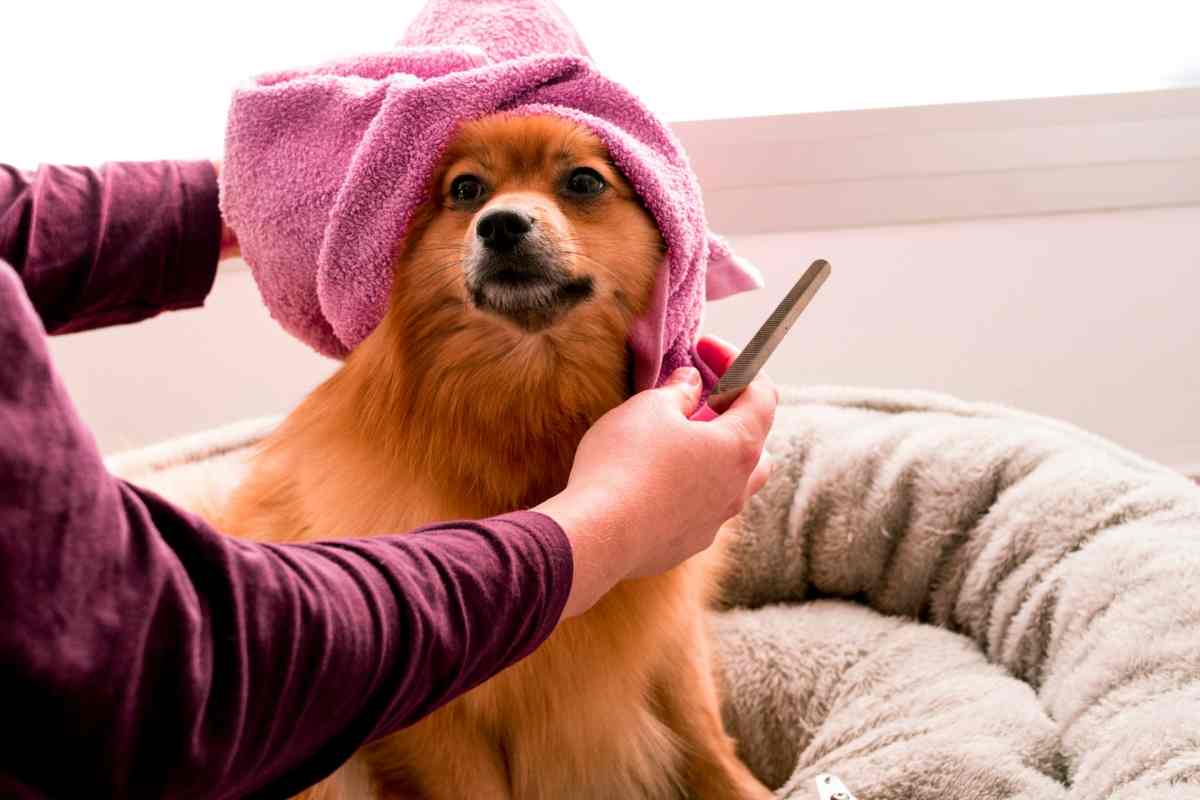 Cane carino con asciugamano in testa e un tagliaunghie per cani