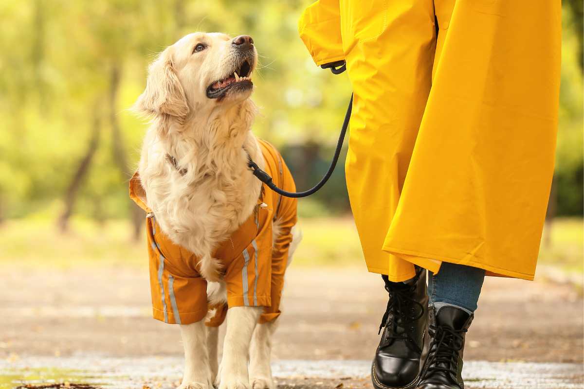 Donna con trench giallo cammina con il cane Golden Retriever