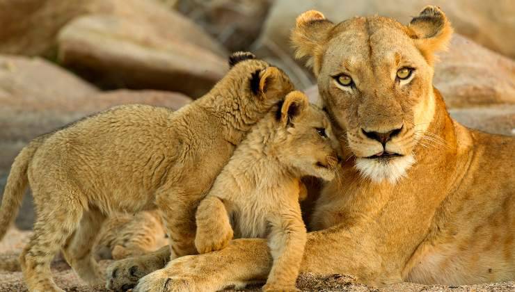 leonessa con cuccioli