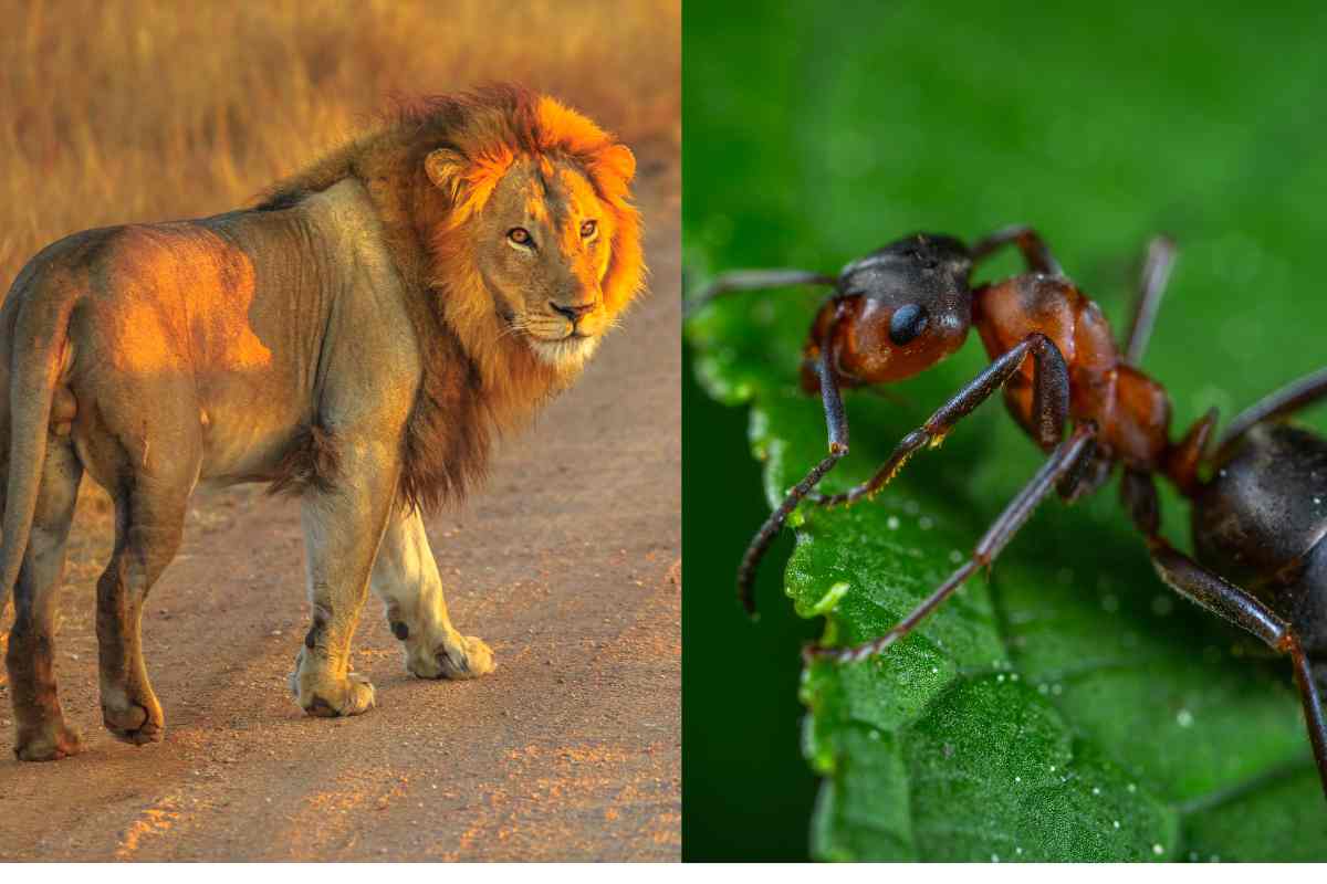 le formiche cambiano l'ecosistema dei leoni