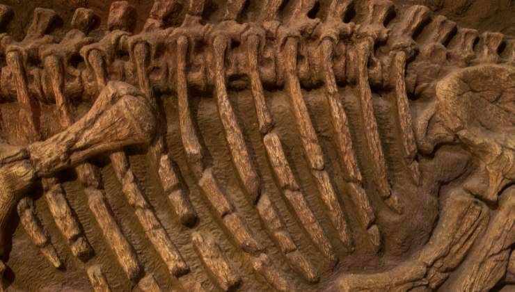 fossile di dinosauro scoperto da uomo e cane