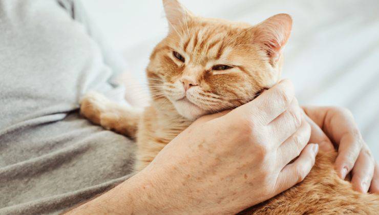 Gatto arancione fa le fusa al suo umano