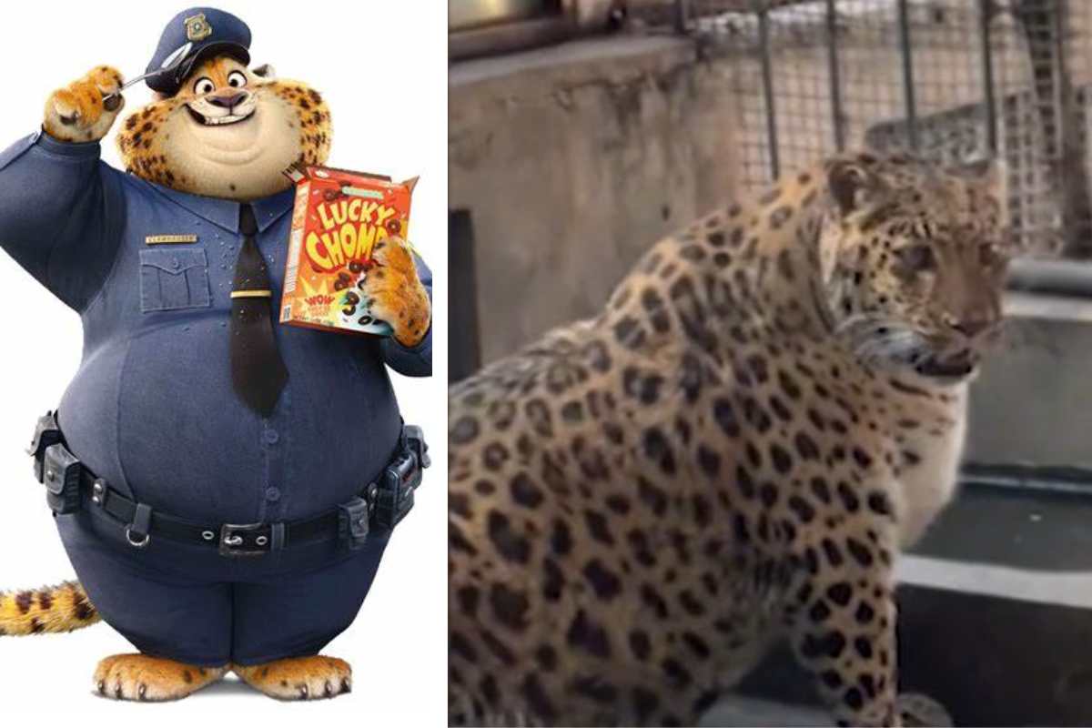 leopardo in sovrappeso paragonato al ghepardo poliziotto di Zootropolis