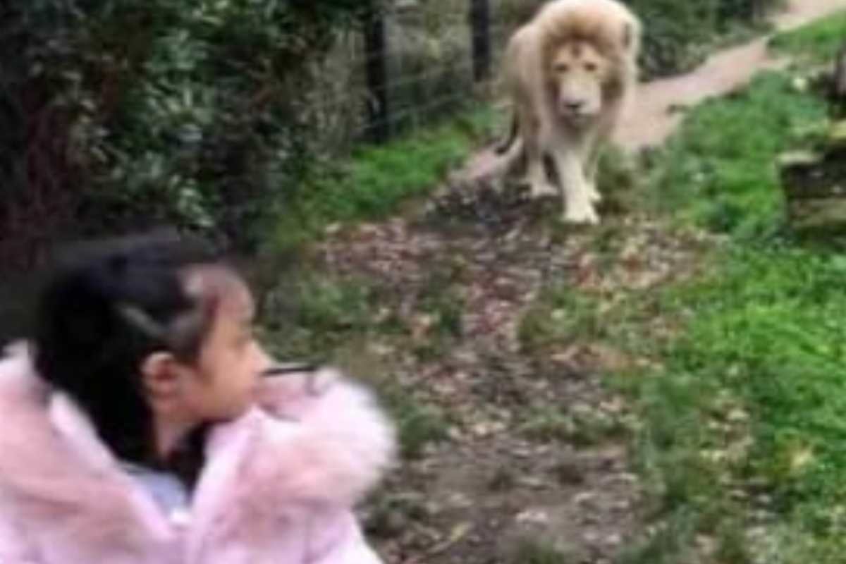 Incontro ravvicinato tra un leone adulto ed una bambina