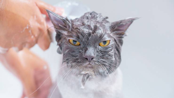 gatto arrabbiato durante il bagnetto
