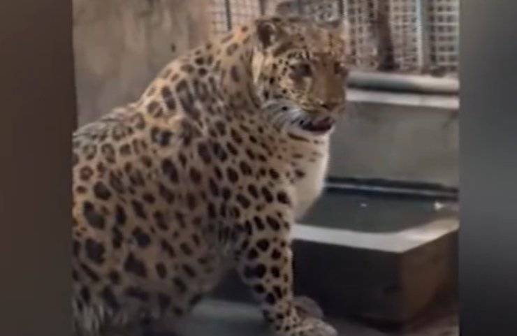 leopardo nello zoo 