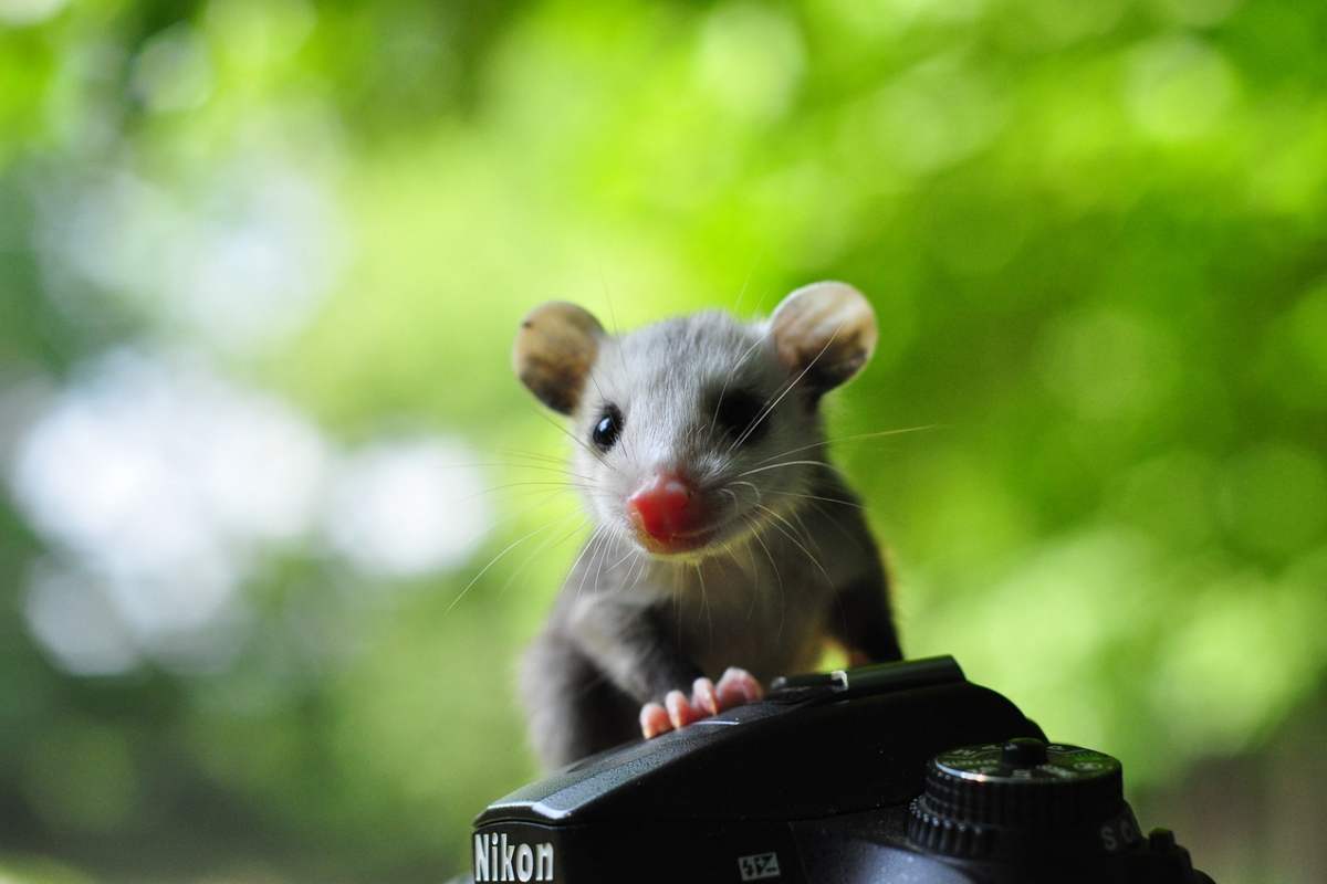 Piccolo opossum