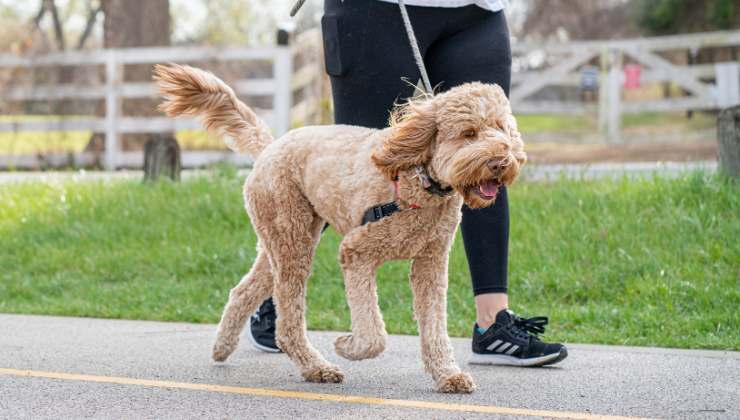 persona con il cane fa una passeggiata