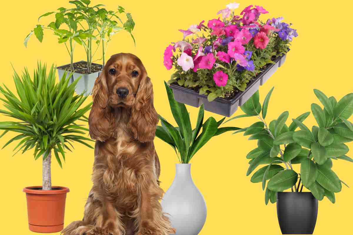 quali sono le piante innocue per i cani