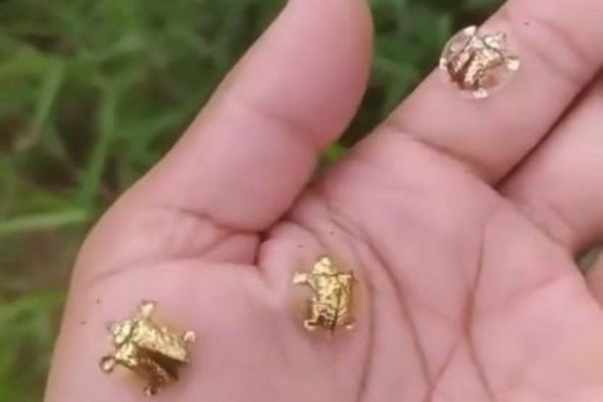 Sembrano orecchini d'oro ma in verità sono insetti