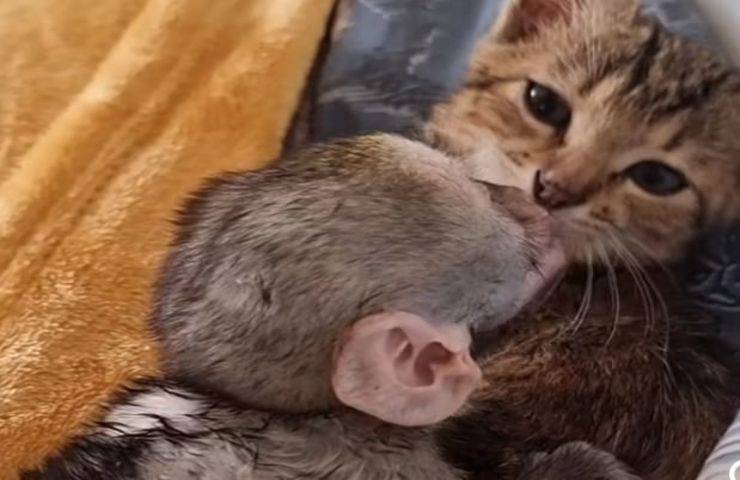 Scimmietta abbandonata trova una nuova mamma