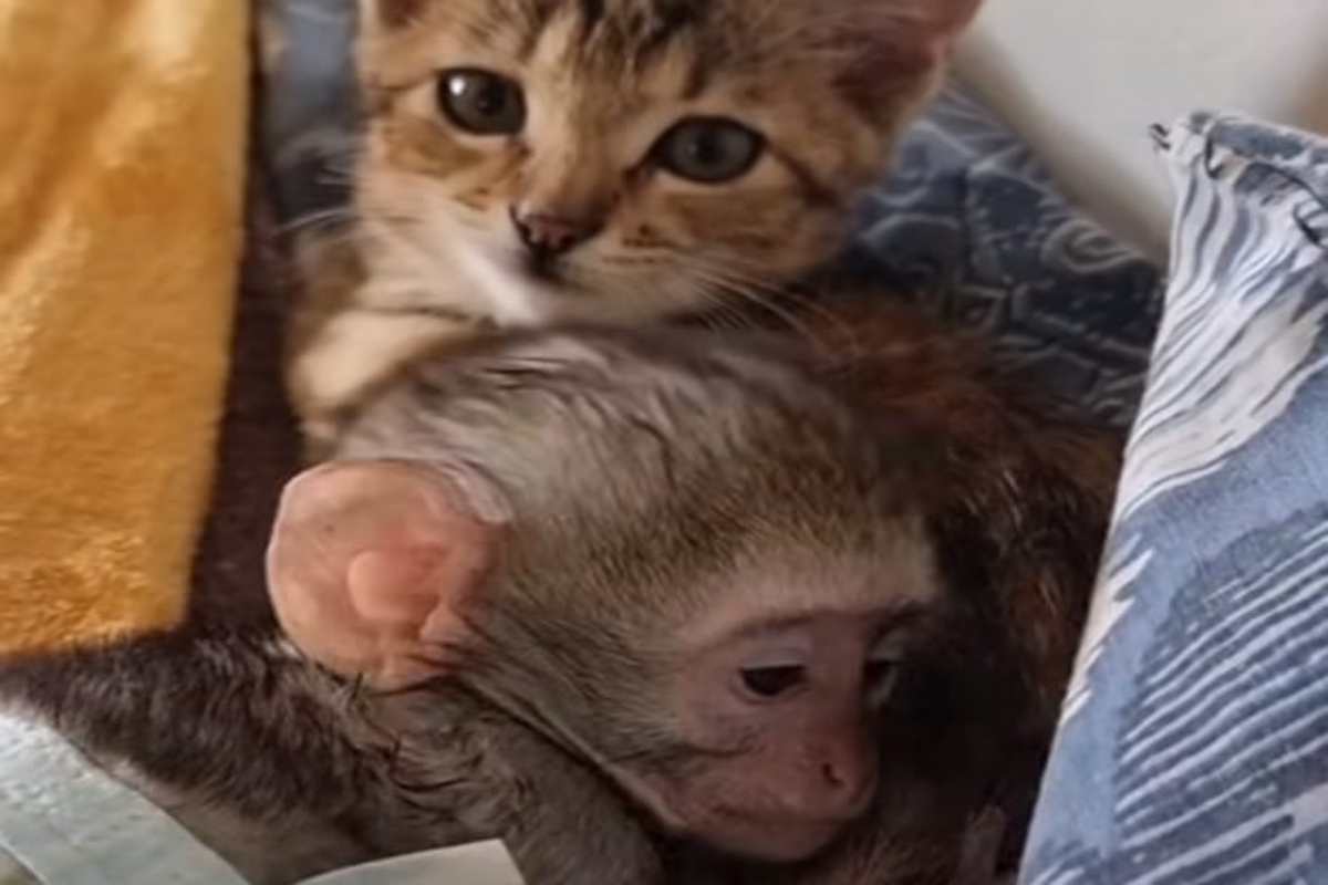 Scimmietta abbandonata trova una nuova mamma