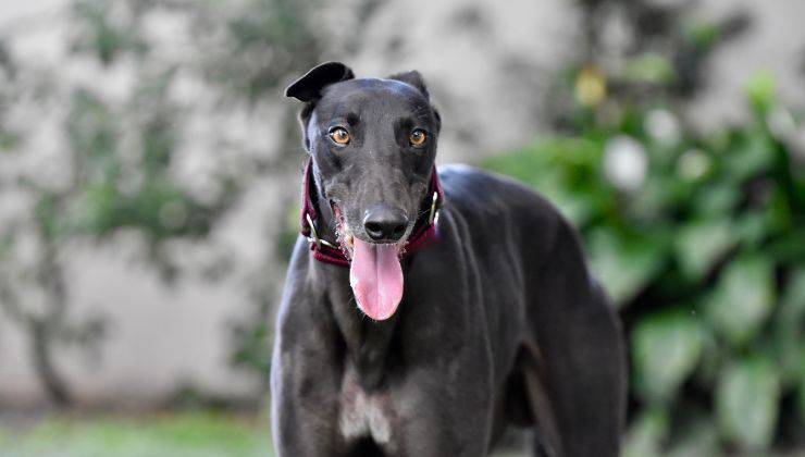 Cane Greyhound