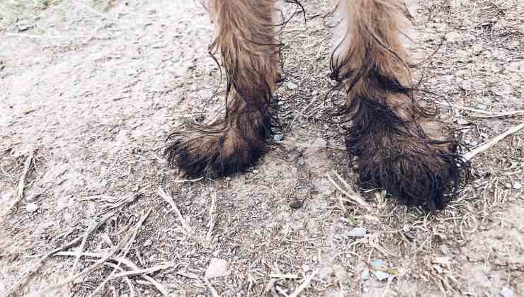 Zampe sporche del cane