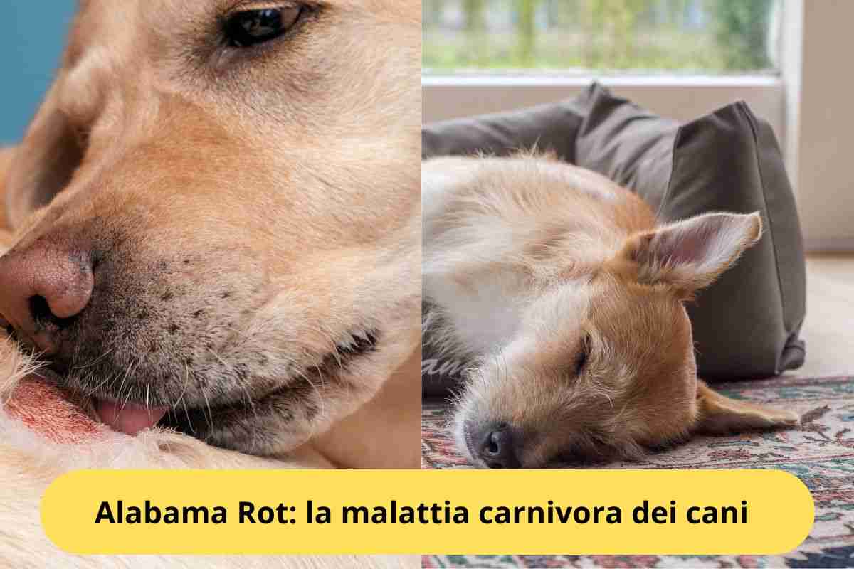 Lesioni alla cute del cane e spossatezza