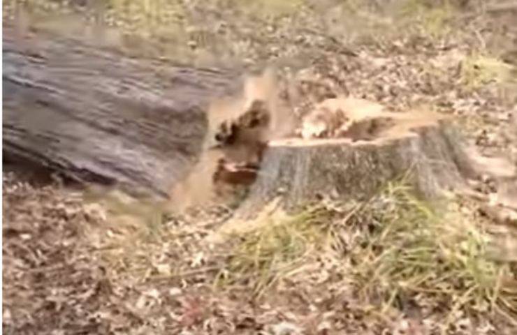 Tagliano il tronco e trovano una sorpresa