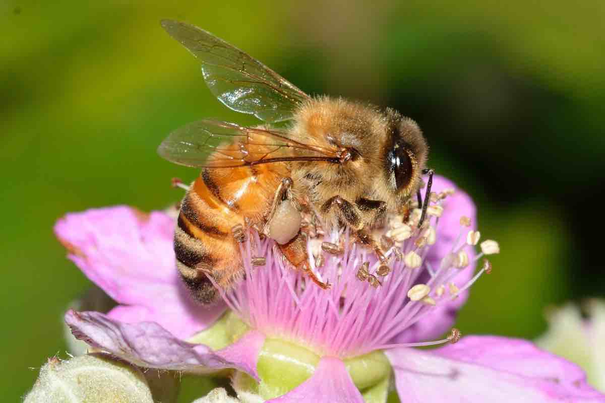 Fiore rosa di una pianta amica delle api