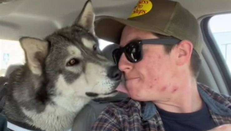 Husky in auto con il padrone 